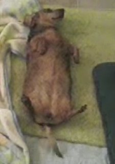 Kali the Dog Will Get Up When She's Ready...